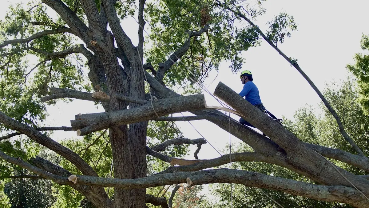 Professional Hazardous Tree Removal performed by certified arborists in Radisson